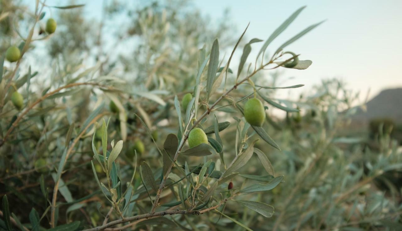 Гостевой дом Olive Grove Анависсос Экстерьер фото